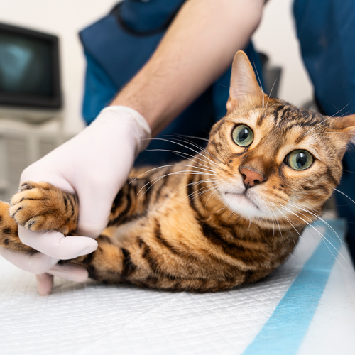 home-servicos-gato-6e3428f0 image home-servicos-gato-6e3428f0 Home - VetPlus SP